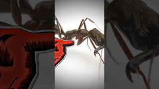 odontomachus bauri vs odontomachus chelifer mirmecologia naturaleza hormiga [upl. by Squires]