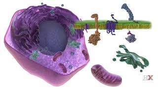 Lipid 1 HX [upl. by Yelekalb]