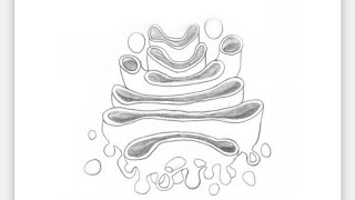 Easy way to draw golgi body golgi complex diagram golgi apparatus by jawad Khan [upl. by Fessuoy]