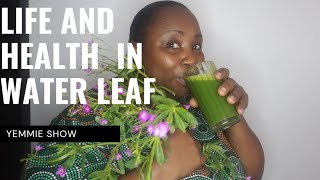 Health Benefits of Waterleaf Medicinal Value of Water leaf Powerful Antioxidant of Water leaf [upl. by Noynek]