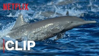 Our Planet  Spinner Dolphins  Clip  Netflix [upl. by Nalahs]