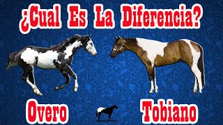 Todos Los Pelajes Pintos En Caballos 🐴Del Cerro Soy [upl. by Baalbeer]