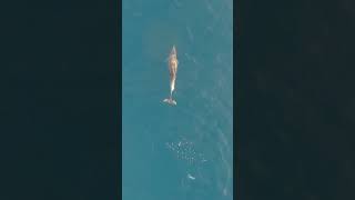 How do dolphins sleep wildlife naturepbs dolphin ocean [upl. by Goldshell]