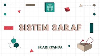 Sistem Saraf Overview  Ilmu Biomedik Dasar  Brainy Panda [upl. by Anoy]