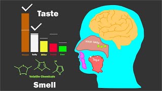 The Science of Flavor [upl. by Sorensen406]