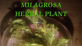 MILAGROSA HERBAL PLANT WOW  ANG GALING NG DAMO NA ITO IMPOSIBLE SMART09072890001 [upl. by Rosalyn]