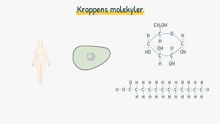 Biokemi Kroppens molekyler [upl. by Wessling748]