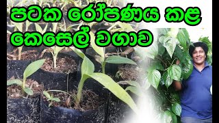 පටක රෝපණය කළ කෙසෙල් වගාව  අපේ වත්ත Ape Waththa [upl. by Steen902]