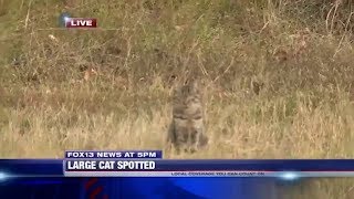 Sneaky House Cat Interrupts Live News Report About Big Cat Sighting [upl. by Dario620]