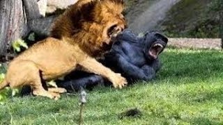 Lion vs Gorilla Fight  Wild Animals Attack [upl. by Lilyan]