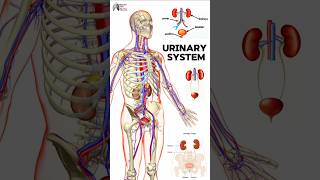 Urinary System medical animation 3d short BiologywithAliya [upl. by Ydahs443]