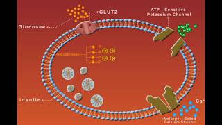 Sulfonylurea animation [upl. by Gamaliel]