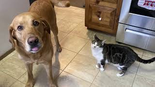 Ever see a cat petting a dog Meet Henry amp Daffodil our latest Guys Farm and Yard Superstars [upl. by Uel566]