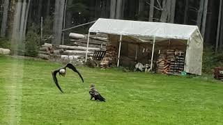 golden eagle vs bald eagle [upl. by Weigle]