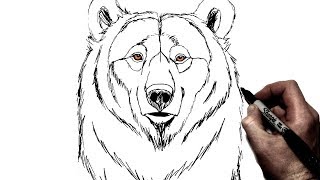 How To Draw a Bear  Step by Step [upl. by Nichole]