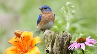 Peaceful Instrumental Music Relaxing Nature music Song Birds in Springquot By Tim Janis [upl. by Kcir]