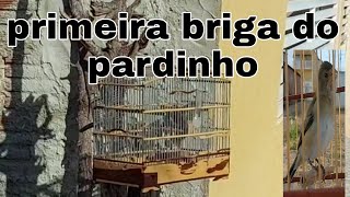 como foguea golinha pardo parte 3 primeira briga dele [upl. by Zulch]