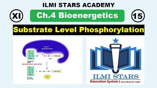 substrate level phosphorylation class 11 biology bioenergetics energy budget [upl. by Atoel]