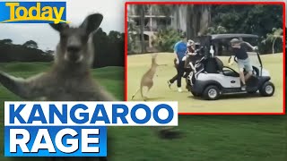 Rise in vicious kangaroo attacks at Aussie golf course  Today Show Australia [upl. by Faxon]