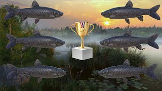 Russian fishing 4 Rf4  Trophy Black Carp Old Burg Lake Setup  Spot [upl. by Einnal318]