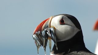 Puffins amp Seabirds Of The Beautiful Farne Islands UK [upl. by Flynn]