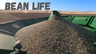 Were Harvesting Beans 2020 Faba Bean Harvest [upl. by Bachman113]