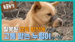 잘못된 교육방식에 고통 받는 ‘누렁이’ TV 동물농장 20160403 [upl. by Corilla737]