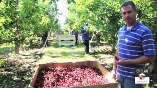 Sweet Cherry Harvest Washington State [upl. by Kilian]