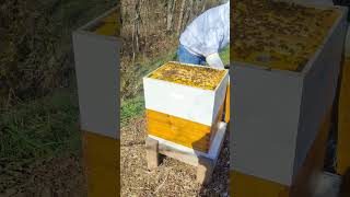 Beehive 6 feeding 11224 beehive beehome beekeeper beelife [upl. by Bowers64]