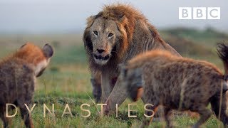 Hyena pack attacks lion  FULL CLIP  Dynasties [upl. by Banebrudge595]