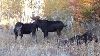 The quotREALquot Big Bull Moose Rut [upl. by Coleman44]