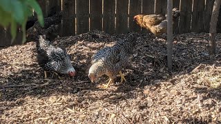 How We Use Woodchips For Our Chickens [upl. by Zeitler]