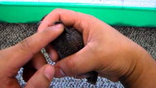 Button Quail 75 Weeks Old  Color Mutation [upl. by Nnoj]