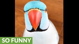 Funny parrot plays adorable game of peekaboo [upl. by Eilrebma]