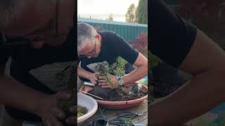 Cotoneaster bonsai project from nursery stock plantlover garden balcony diy [upl. by Alahs117]