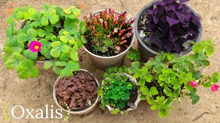 oxalis types and care different oxalis plant variety and name how to grow oxalis [upl. by Inami321]