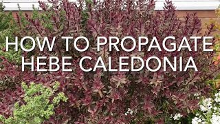 How To Propagate Hebe Caledonia How To Take Hebe Cuttings [upl. by Gamaliel]