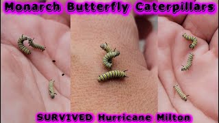 SURVIVED Hurricane Milton  Monarch Butterfly Caterpillars [upl. by Htevi]