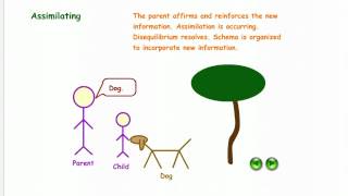 Illustration of Schema Assimilation amp Accommodation [upl. by Kathlin270]