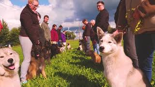 Birkenhof eV Wenn Huskys zu Helfern werden [upl. by Nij378]