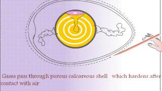 Development of a Bird Egg and Extra Embryonic Membranes [upl. by Levona]