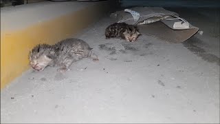 Rescuing 1 old day newborn abandoned kittens  Adopted amp Nursed by Foster Mom Cat Coco [upl. by Orin350]