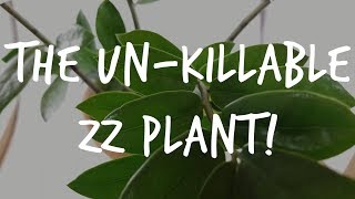 The quotUnkillablequot ZZ Plant Complete Zamioculcas Care Guide [upl. by Niko]