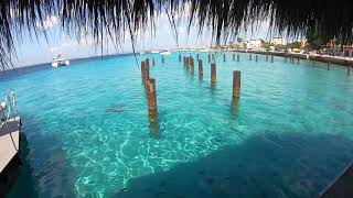 Bonaire Is Incredible The Dutch Caribbean Islands [upl. by Gnirps252]