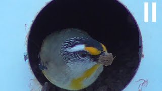 Striated Pardalote [upl. by Jacklin572]