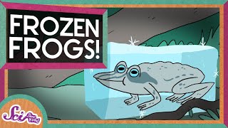 The Secret of Frozen Frogs  Winter Science  SciShow Kids [upl. by Hajin925]