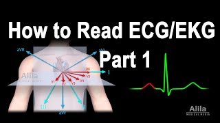 Heart Tests The ECG  What is involved [upl. by Ulrika]