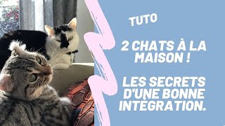 Comment gérer larrivée dun nouveau CHAT à la maison [upl. by Hamo941]