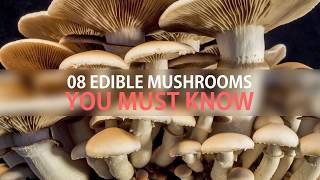 What are the common edible mushrooms [upl. by Adnac]