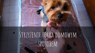 Strzyżenie Yorka psa domowym sposobem Yorkshire Terrier  grooming  Foresto obroża [upl. by Kinna8]